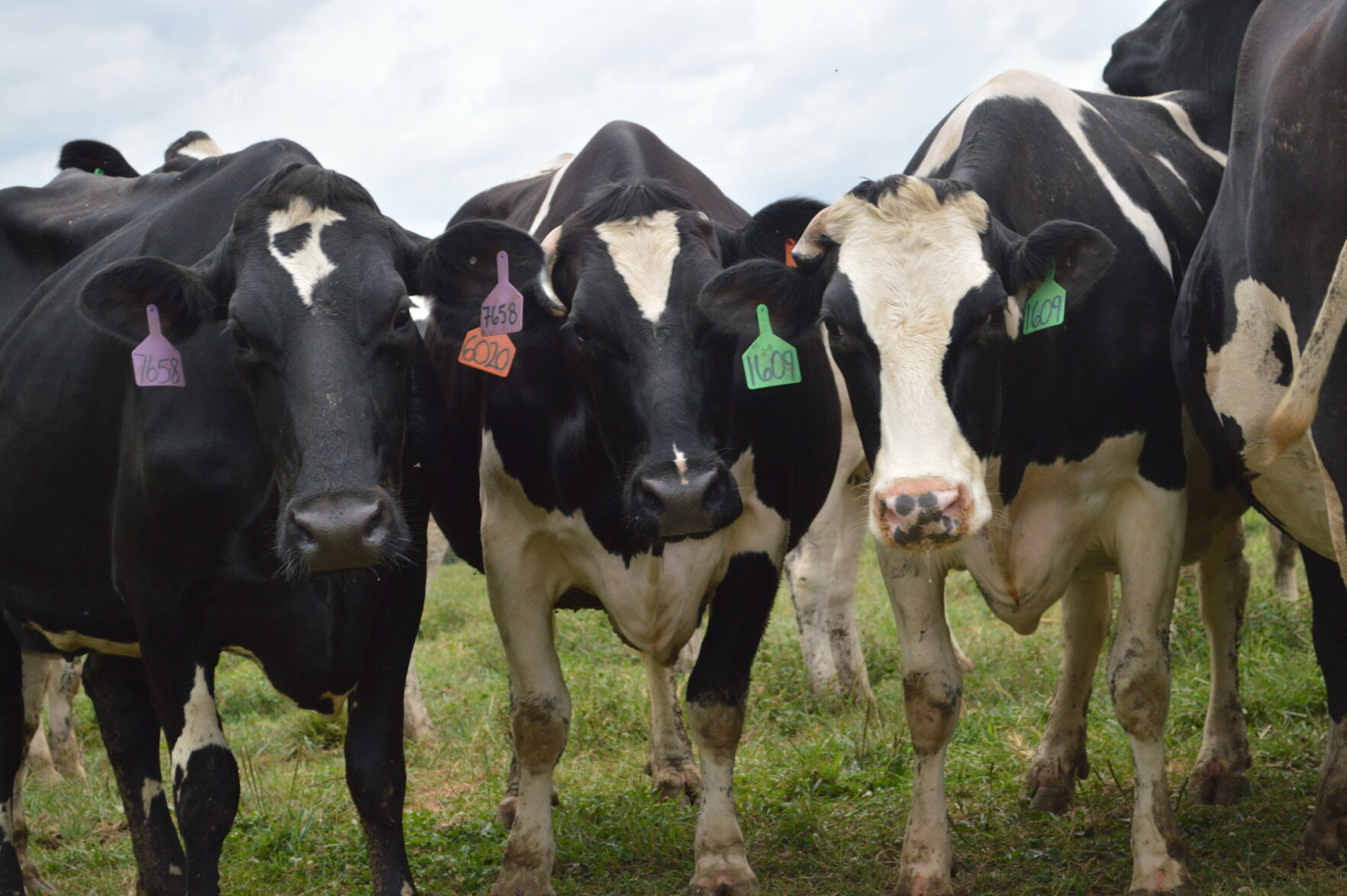 Hetrickdale Cows